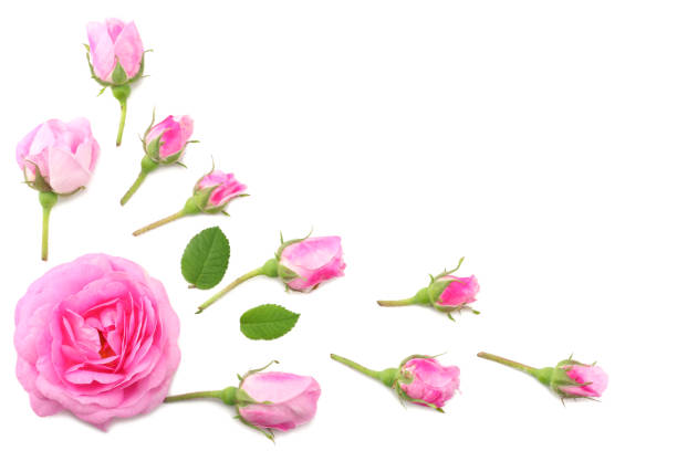 istock Pink rose flowers isolated on white background. top view 1063629544