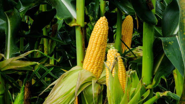 mais sul gambo sul campo. - corn on the cob immagine foto e immagini stock