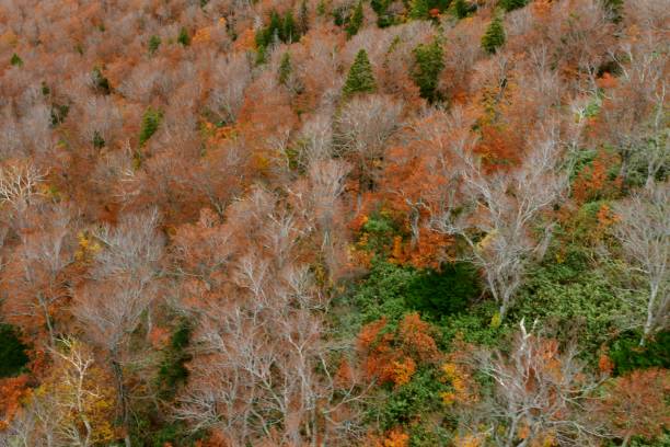 istock Autumn Colors and View from Hakkoda Summit Park, Aomori Prefecture 1063635246