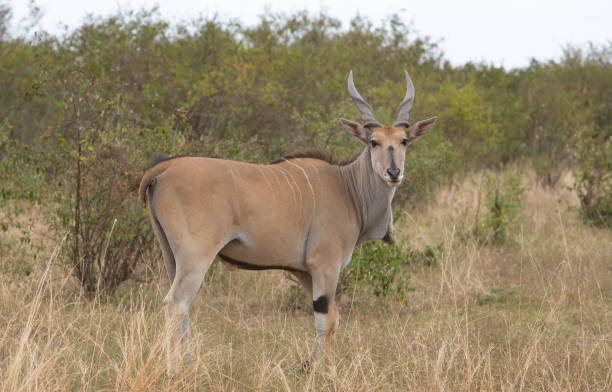 antílope eland en masai mara. kenia - eland fotografías e imágenes de stock