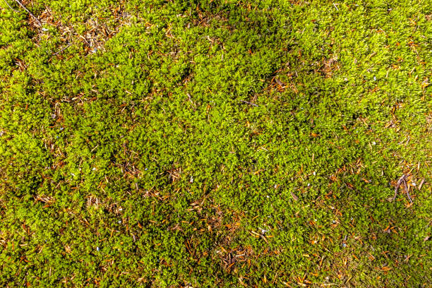 moss 4 Moss covered forest floor seen from above with some tiny twigs and debris and very light, diagonal shadows forest floor photos stock pictures, royalty-free photos & images