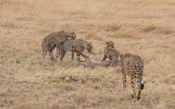 istock Cheetah with cubs in Masai Mara. Kenya 1063635996