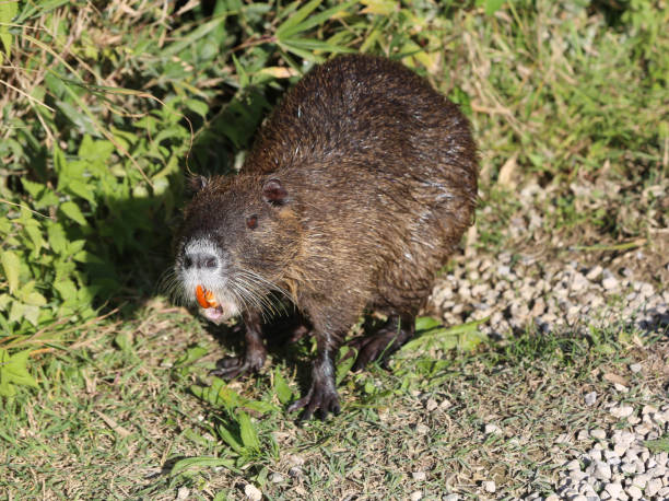 istock big brown nutria in a park 1063637102