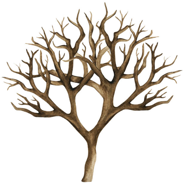 aquarell trockenen baum, kahler baum - bare tree dry tree branch stock-grafiken, -clipart, -cartoons und -symbole