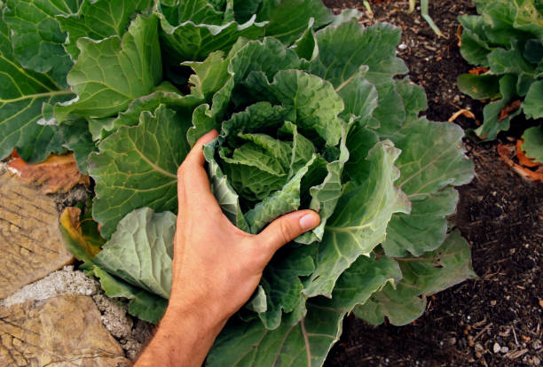 istock Cabbage head pick at own garden 1063640140