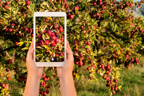 istock A farmer measures the quality of fruits using a tablet app 1063640652