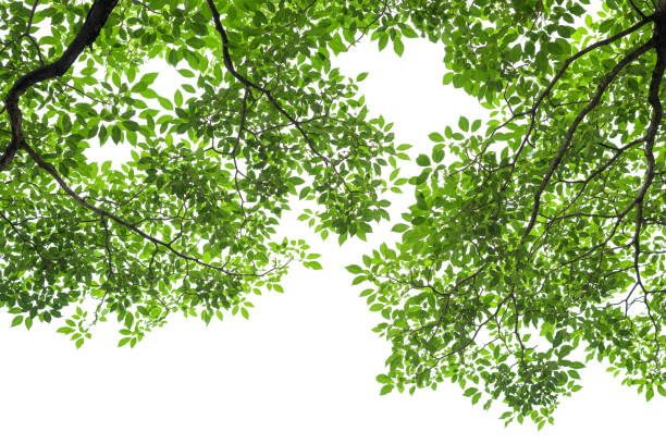 istock Green tree leaves and branches isolated on white background 1063645782