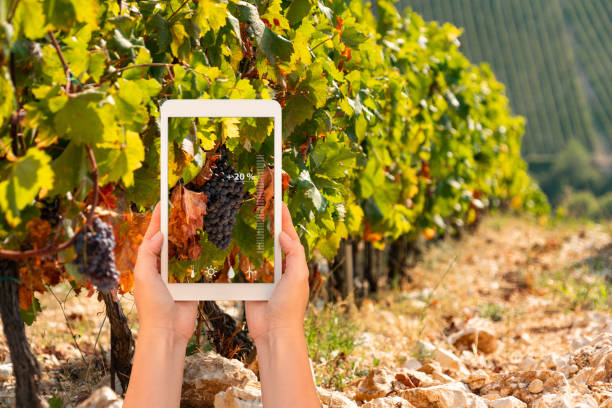 istock A farmer measures the quality of grapes using a tablet app 1063645820