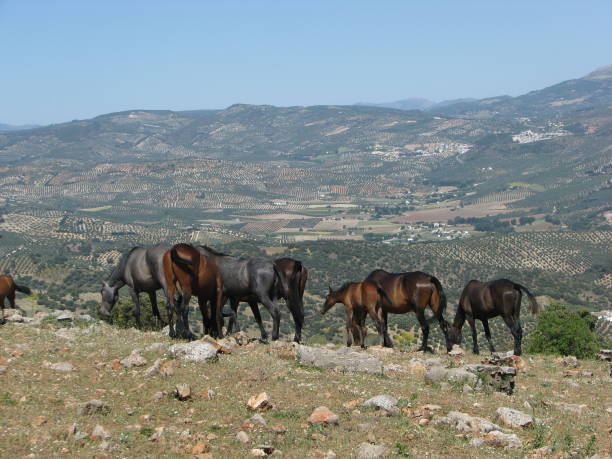 istock Domingo Chinchilla ´s pure andalusians horses stud 1063646240