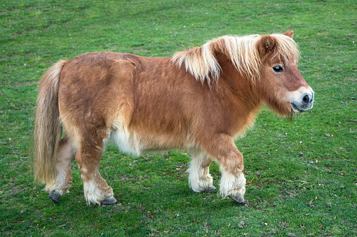 Shetland pony in field.