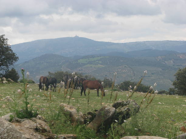 istock Domingo Chinchilla ´s pure andalusians horses stud 1063646726