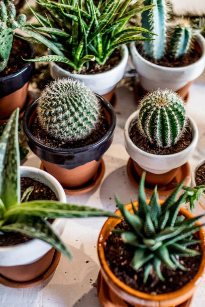 istock House indoor plants collection. Succulent and cactus in different pots on white background 1063648728