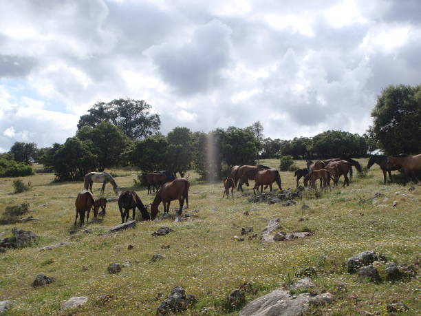 istock Domingo Chinchilla ´s pure andalusians horses stud 1063648900