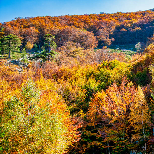 a Corsican landscape in autumn with its forest in bright colors