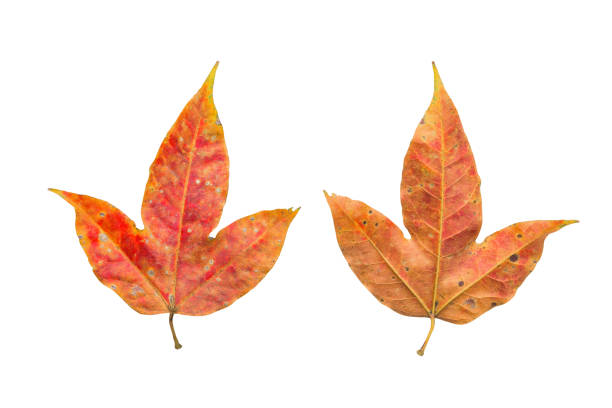 istock Red maple leaves front and rear isolated on white background. This has clipping path. 1063654090