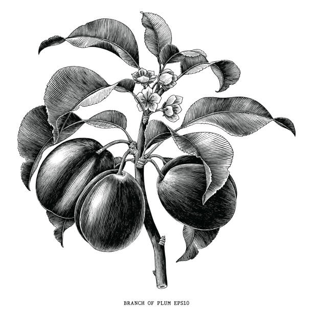 illustrazioni stock, clip art, cartoni animati e icone di tendenza di ramo di prugna botanica illustrazione incisione vintage isolato su sfondo bianco - plum