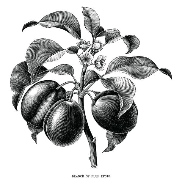 istock Branch of plum botanical vintage engraving illustration isolated on white background 1063654810