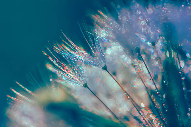 istock abstract blurred macro photo of fluffy dandelion in dew drops with glitch effect 1063656334