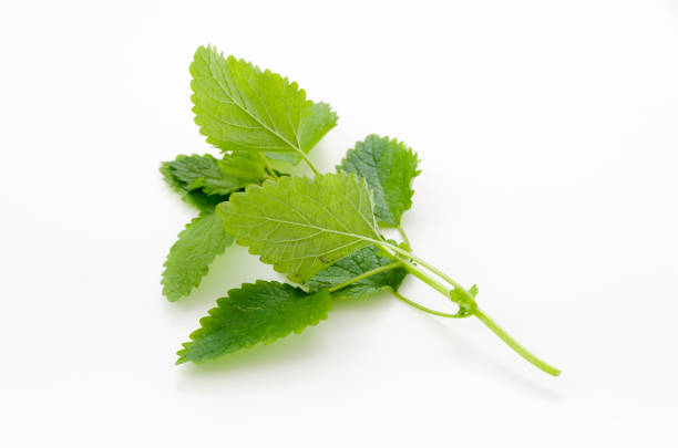 Fresh lemon balm isolated on white background