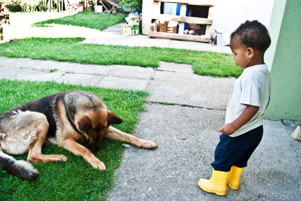 istock Hello Dog. Child Playing With His Pet In The Park 1063661526