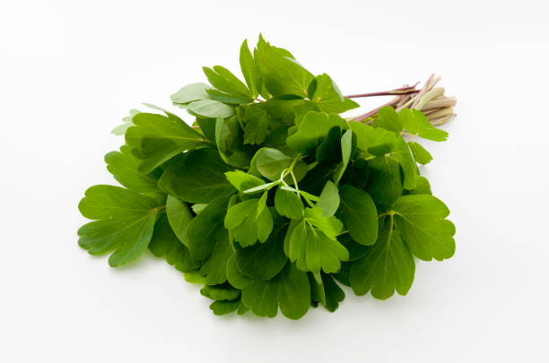 istock choumeisou, herb, Peucedanum japonicum 1063661612