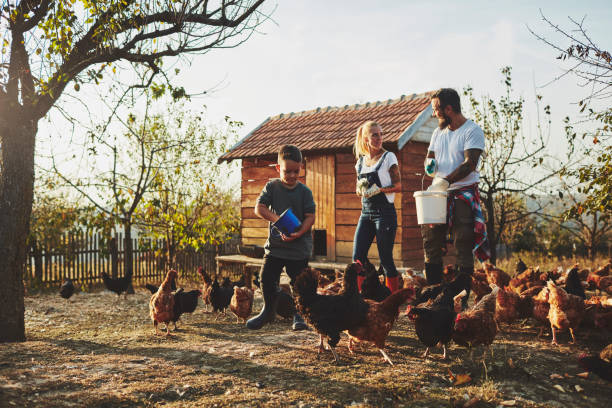 istock Young Family Have Free Range Chicken Farm 1063661774