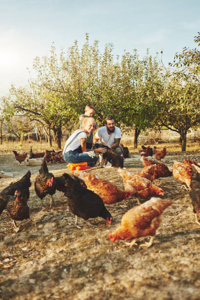 Young Family Have Free Range Chicken Farm