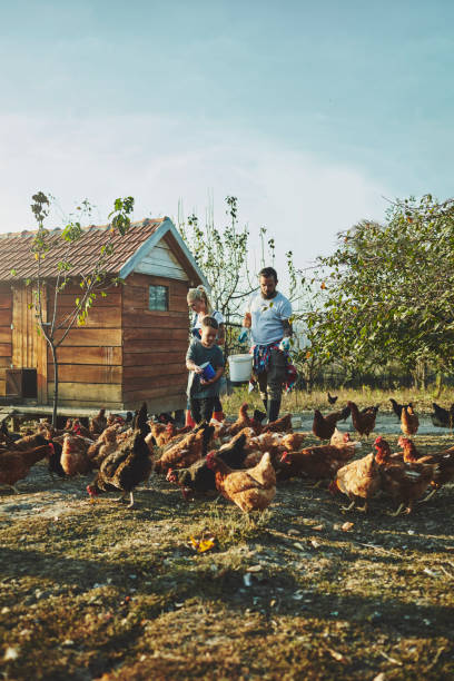istock Young Family Have Free Range Chicken Farm 1063661946