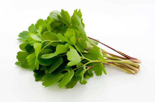 istock choumeisou, herb, Peucedanum japonicum 1063662302