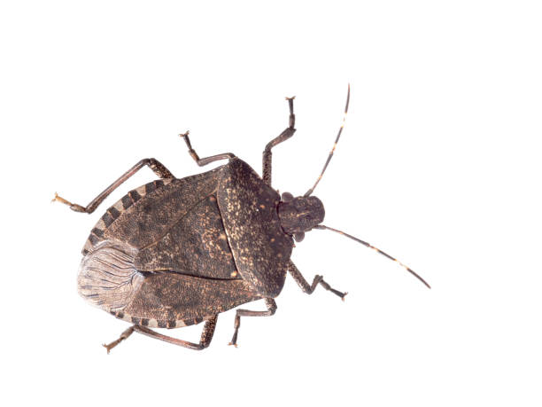 istock Brown marmorated stink bug Halyomorpha halys, an invasive species from Asia. Isolated on white. 1063662456