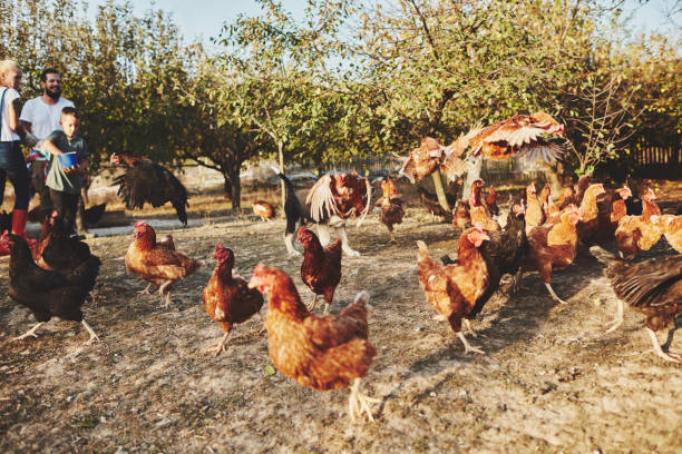 istock Young Family Have Free Range Chicken Farm 1063662466