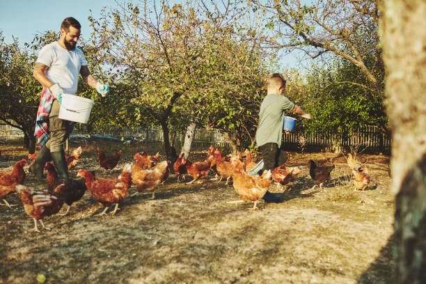 istock Young Family Have Free Range Chicken Farm 1063662760