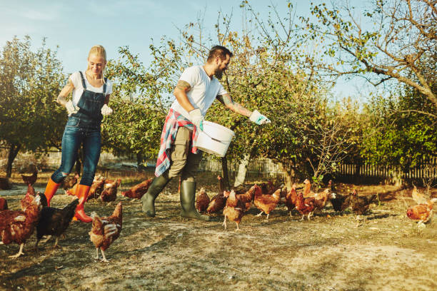 istock Young Family Have Free Range Chicken Farm 1063662880