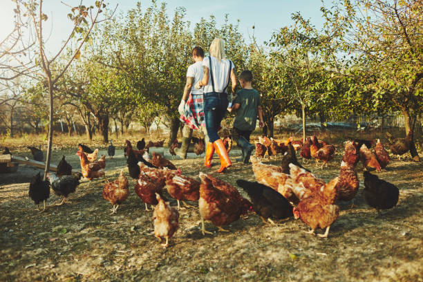 istock Young Family Have Free Range Chicken Farm 1063663074