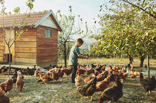 Free Range Chicken Farm. Cute boy taking care of chicken and feeding them.