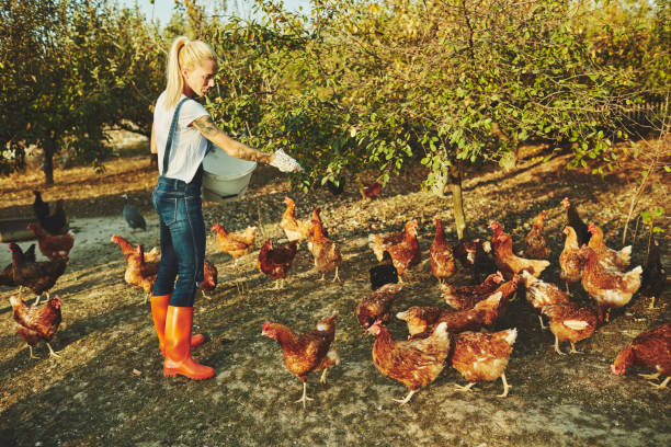 istock Woman Have Free Range Chicken Farm 1063663430