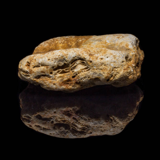 istock Natural fossilized coral on a black background with reflection 1063663464