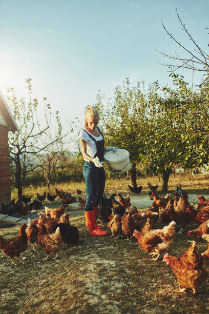 istock Woman Have Free Range Chicken Farm 1063664568