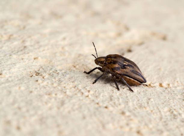 istock Odontotarsus, sunn pest insect. 1063665534