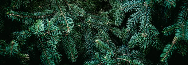Christmas fir tree branches Background. Christmas pine tree wallpaper. Copy space.