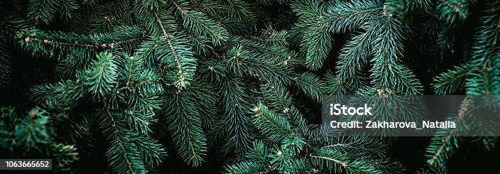 istock Christmas fir tree branches Background. Christmas pine tree wallpaper. Copy space."n 1063665652