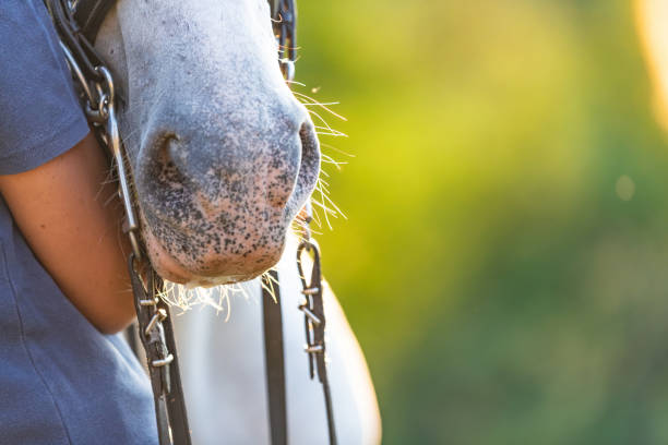 istock Equestrian with her horse 1063665880