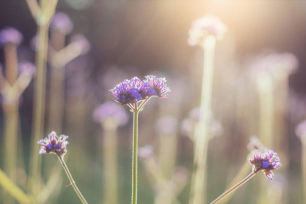 istock Verbena of young with sunrise. 1063667714
