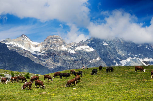 istock Mountain landscape, some cows grazing in a cloudy day 1063668000