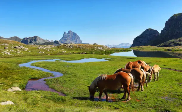 Photo of Horses grazing in Anayet plateau, Spanish Pyrenees, Aragon, Spain.