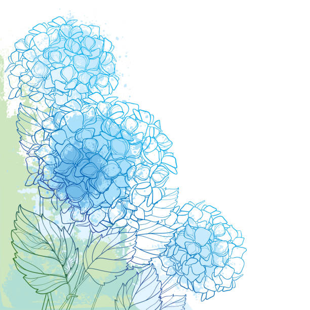 ilustraciones, imágenes clip art, dibujos animados e iconos de stock de ramo de esquina de vector del contorno de hortensia o manojo de flor de hortensia y recargado follaje en azul y verde en el pastel con textura de fondo. - hydrangea