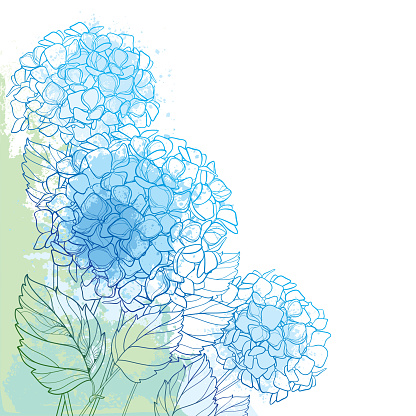 Vector corner bouquet of outline Hydrangea or Hortensia flower bunch and ornate foliage in blue and green on the pastel textured background.