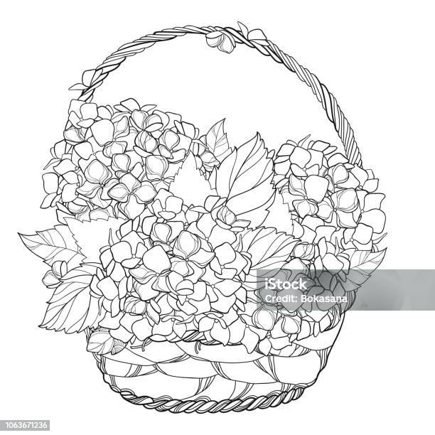 Vector Wicker Basket With Bouquet Of Outline Hydrangea Or Hortensia Flower Bunch And Ornate Leaves In Black Isolated On White Background Stock Illustration - Download Image Now