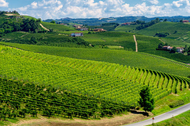 istock Vineyards near Barbaresco, Cuneo, in Langhe 1063672936