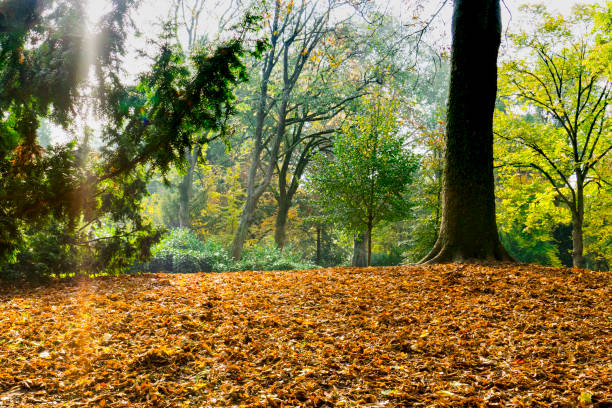 jesienna scena w merwestein park, dordrecht, holandia - dordrecht zdjęcia i obrazy z banku zdjęć